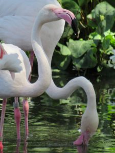 flamingo bird