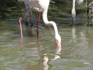 flamingo bird