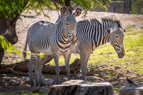 Zebra