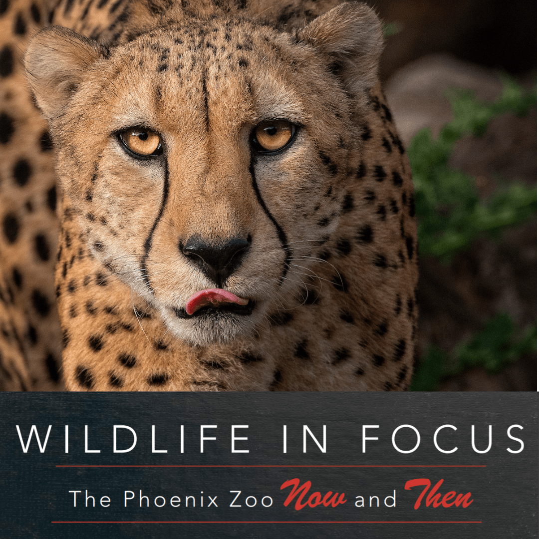 Events Archive Phoenix Zoo