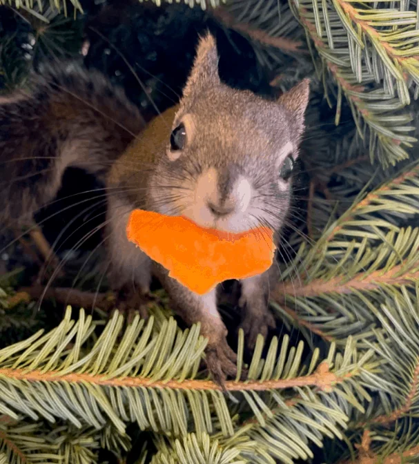squirrel