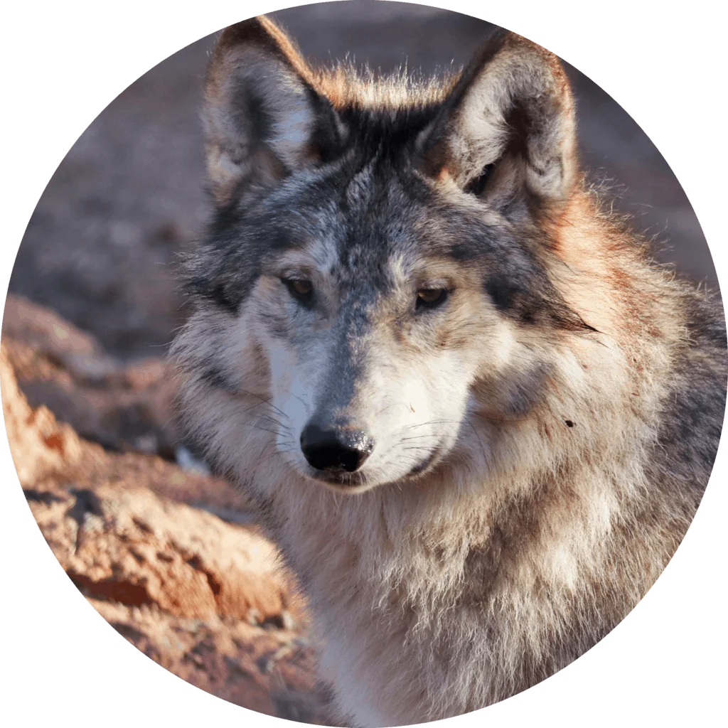 Wolf