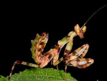 inaturalist