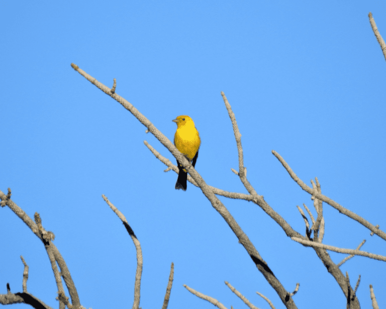 Scott's oriole