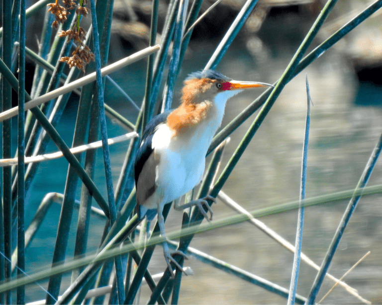 Scott's oriole