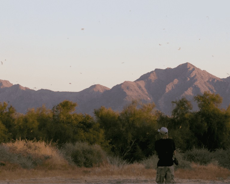 Men Watching Birds