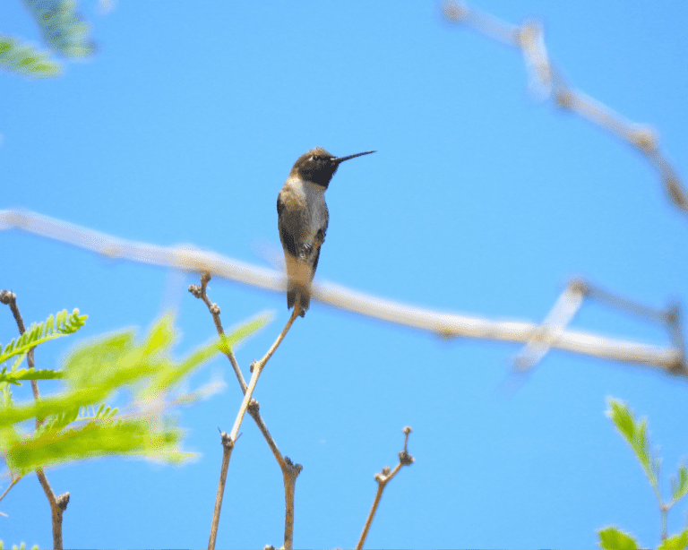 Scott's oriole