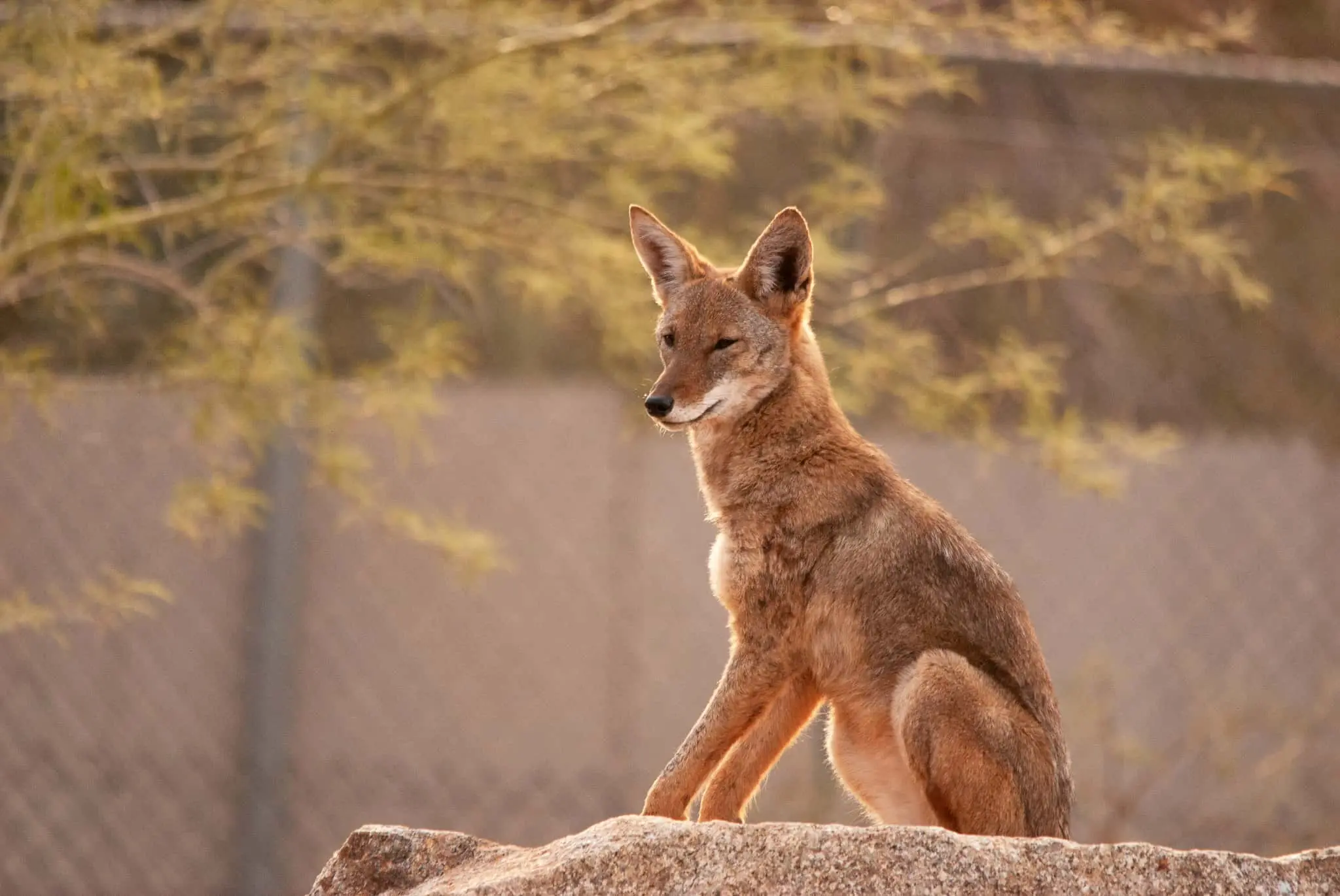 Why are we seeing more coyotes in the Phoenix area? Wildlife