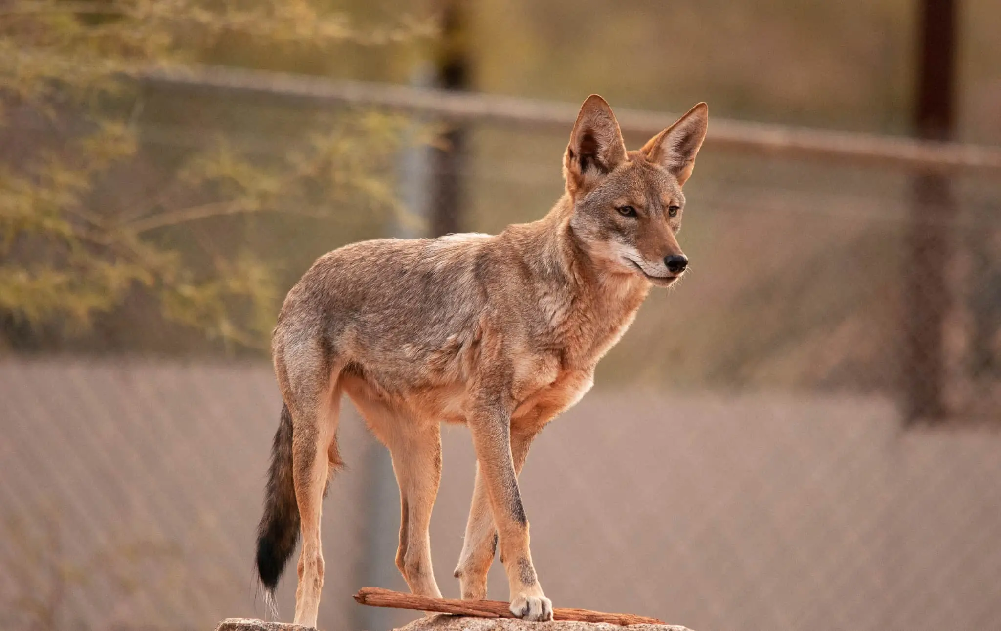Why are we seeing more coyotes in the Phoenix area? Wildlife expert explains