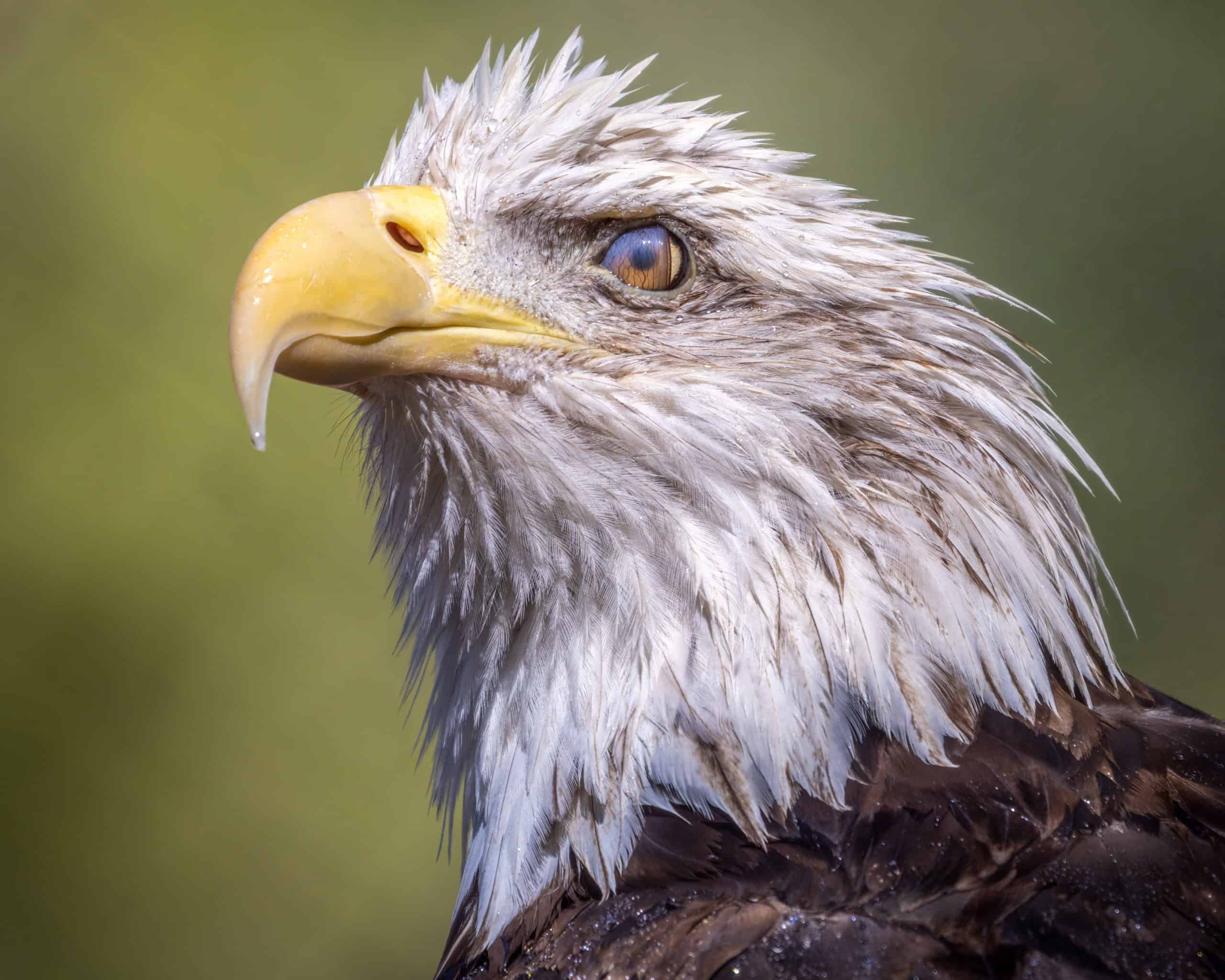 bald-eagle-phoenix-zoo