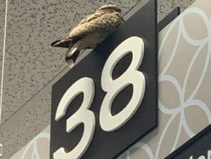nighthawk
