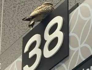 nighthawk