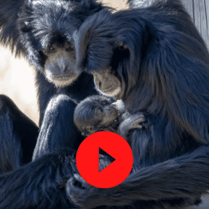 Chimpanzees