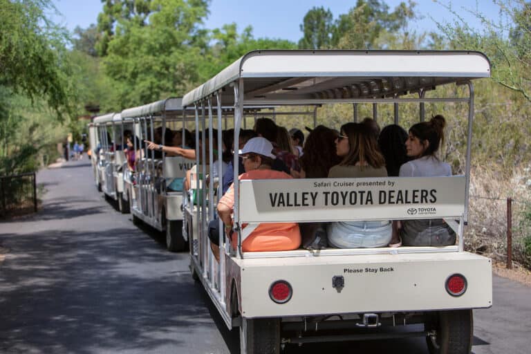 Valley Toyota Cruiser