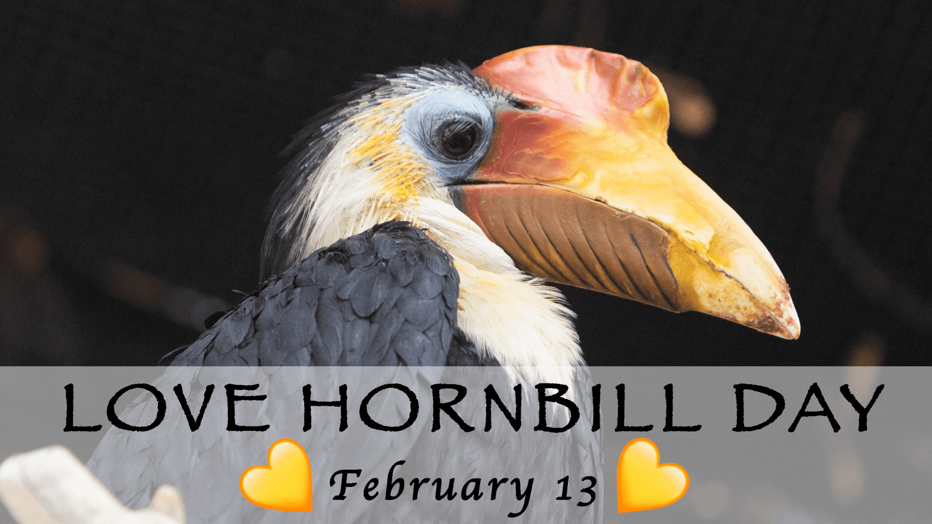 Hornbill day