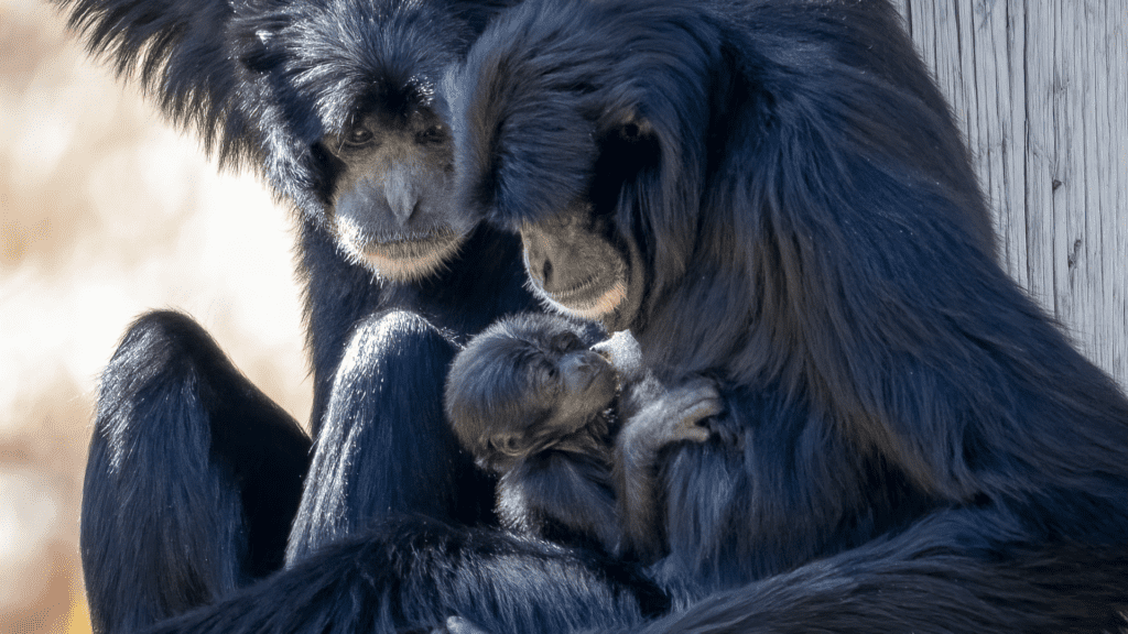Chimpanzee