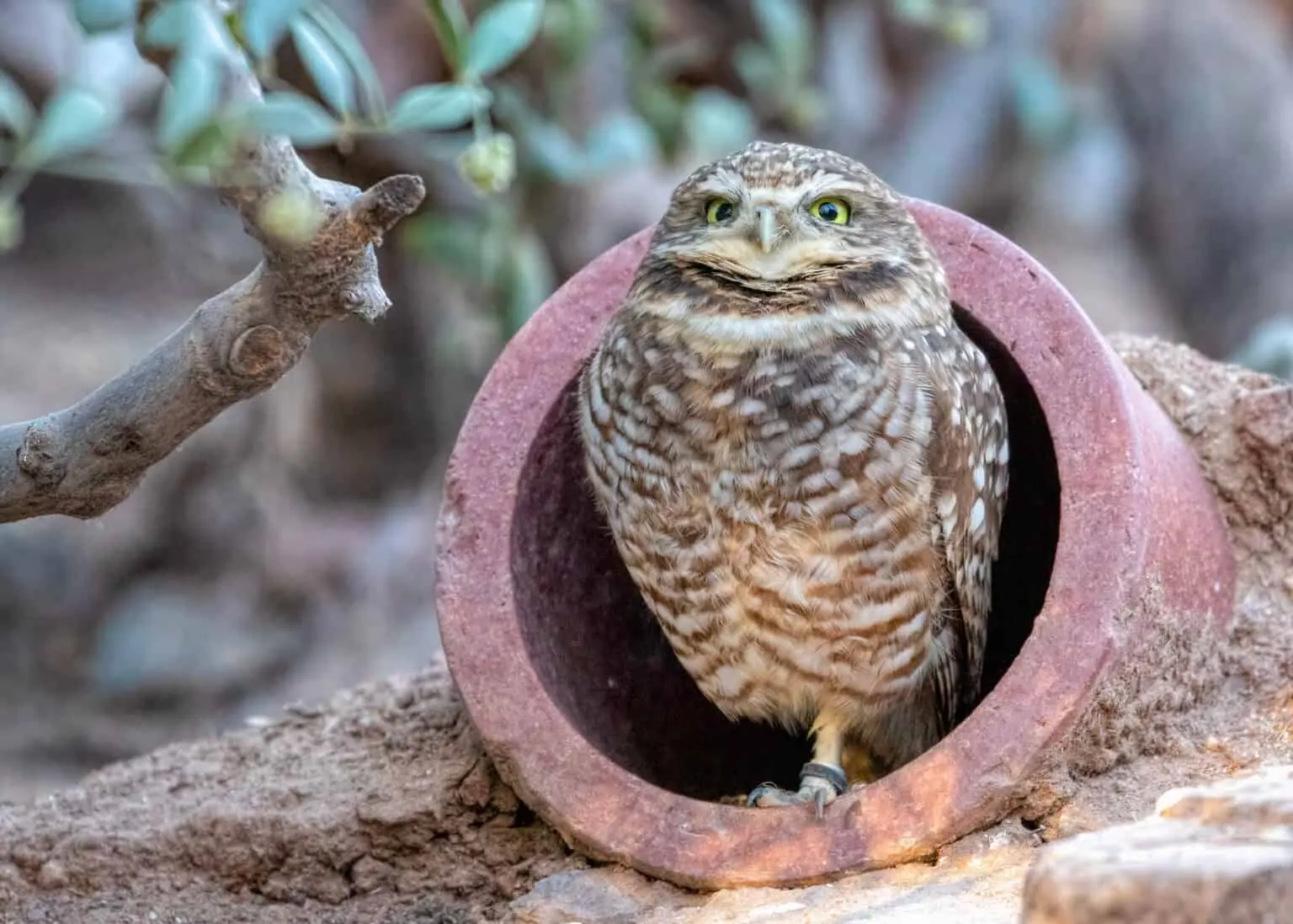 Burrowing Owl Phoenix Zoo