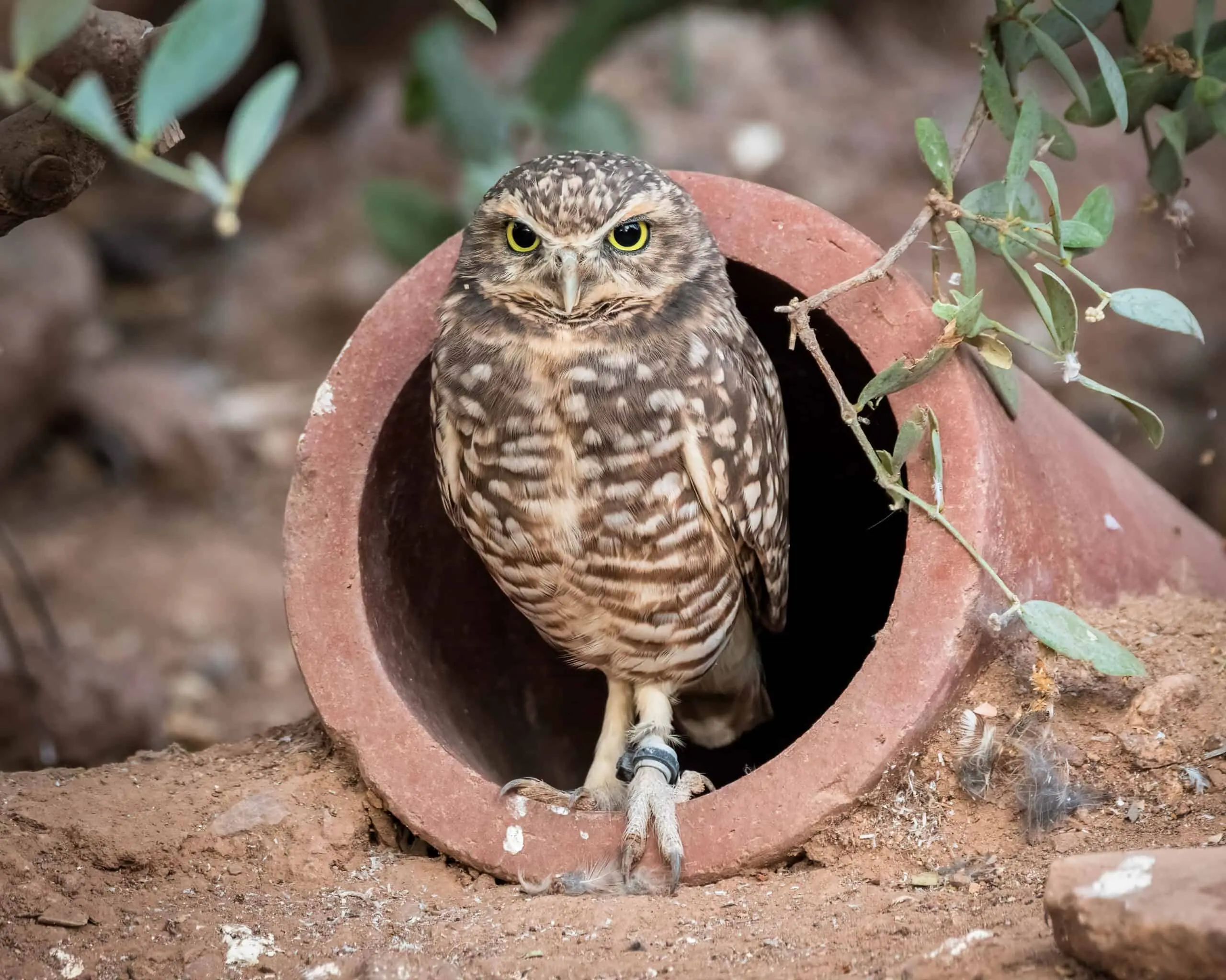 Burrowing Owl Phoenix Zoo