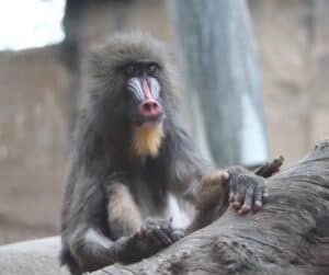 Mandrill Orangutan