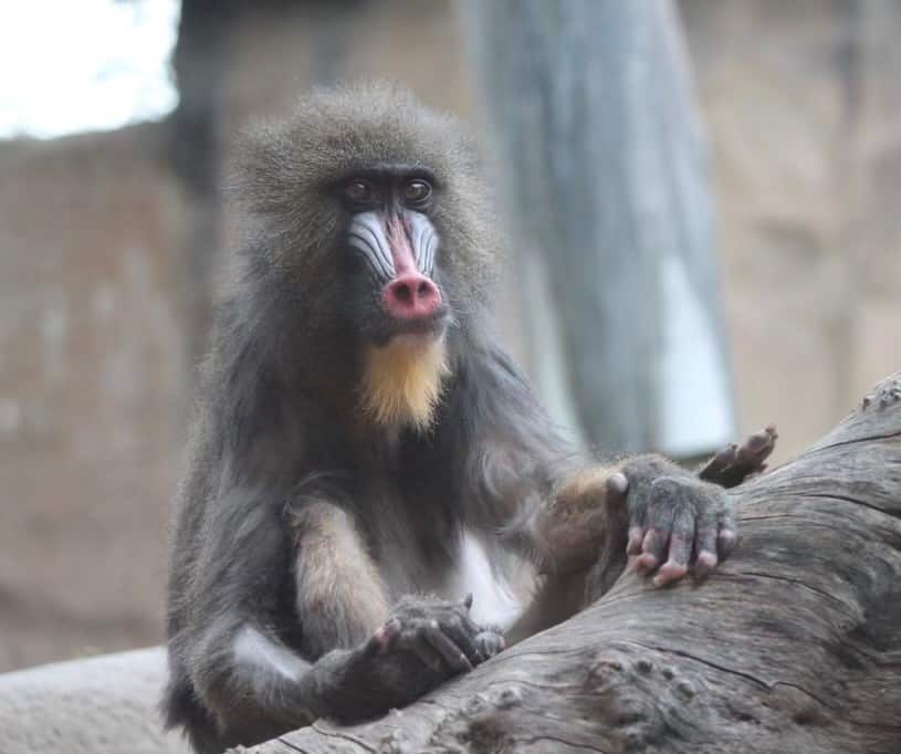 Mandrill Orangutan