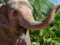 elephant200 elephant200