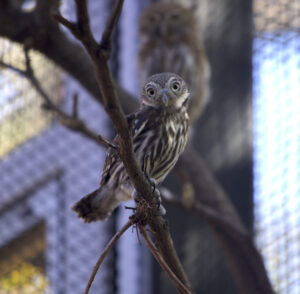 Owl