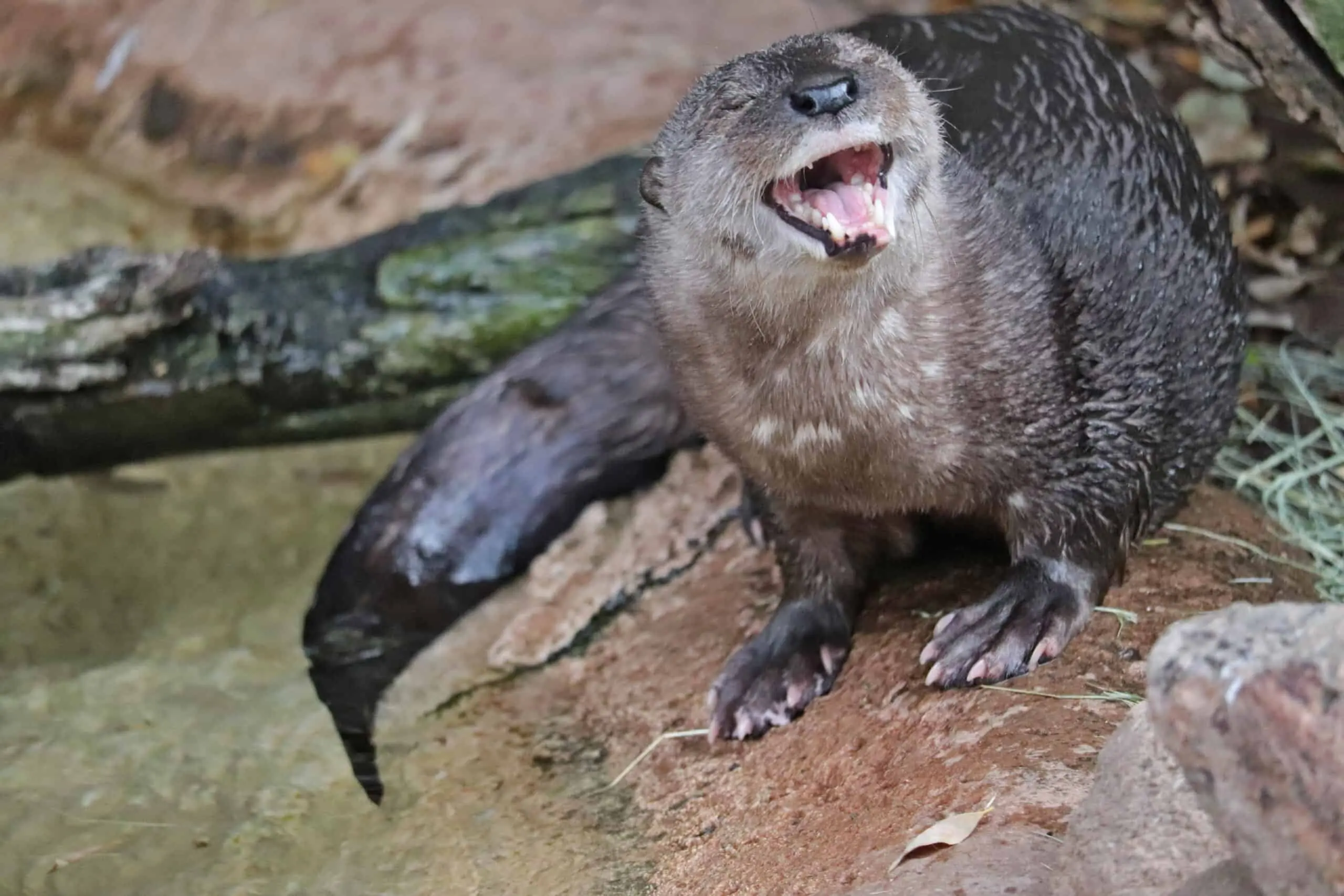 Spotted-Necked Otter - Phoenix Zoo