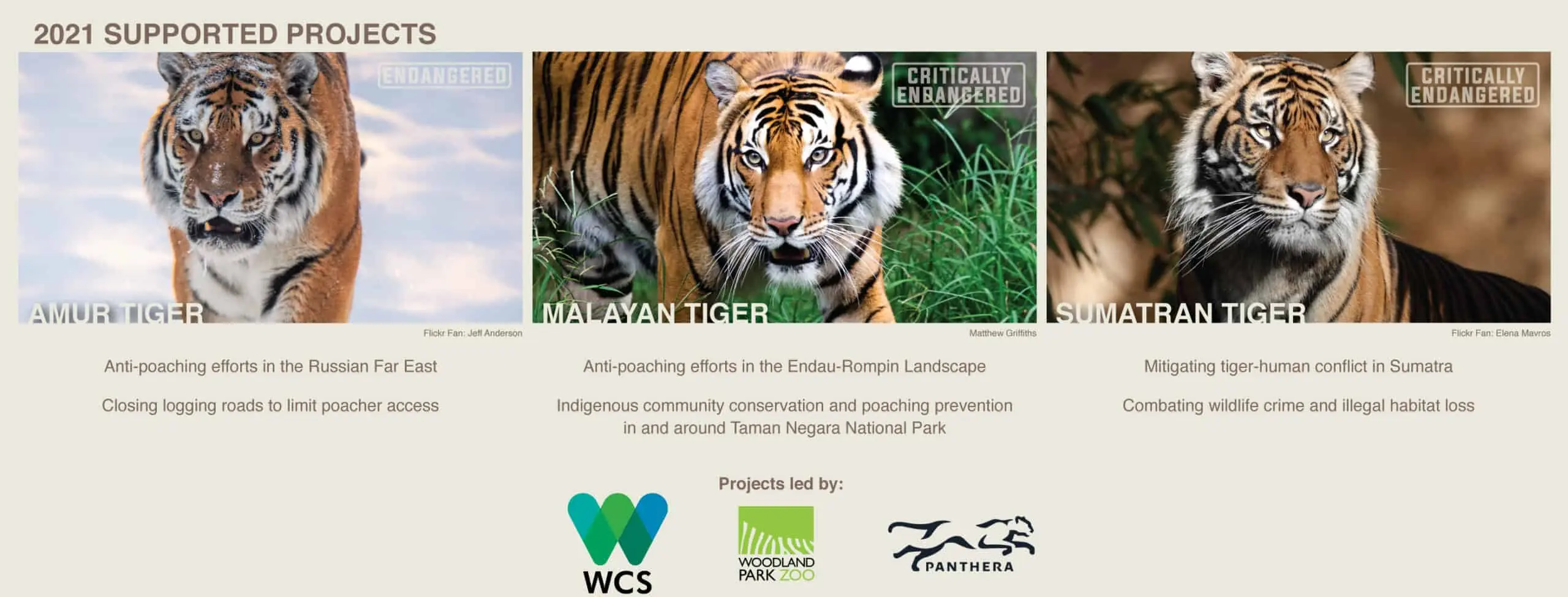 Tiger Conservation