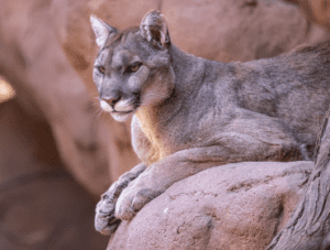 Big Cats of Arizona