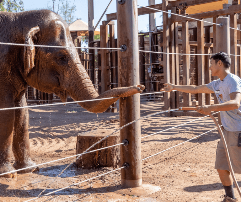 Elephant with Men