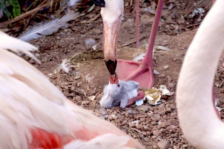 An adult greater flamingo leans down to feed a baby chick.