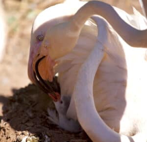 Flamingo chick Maverick