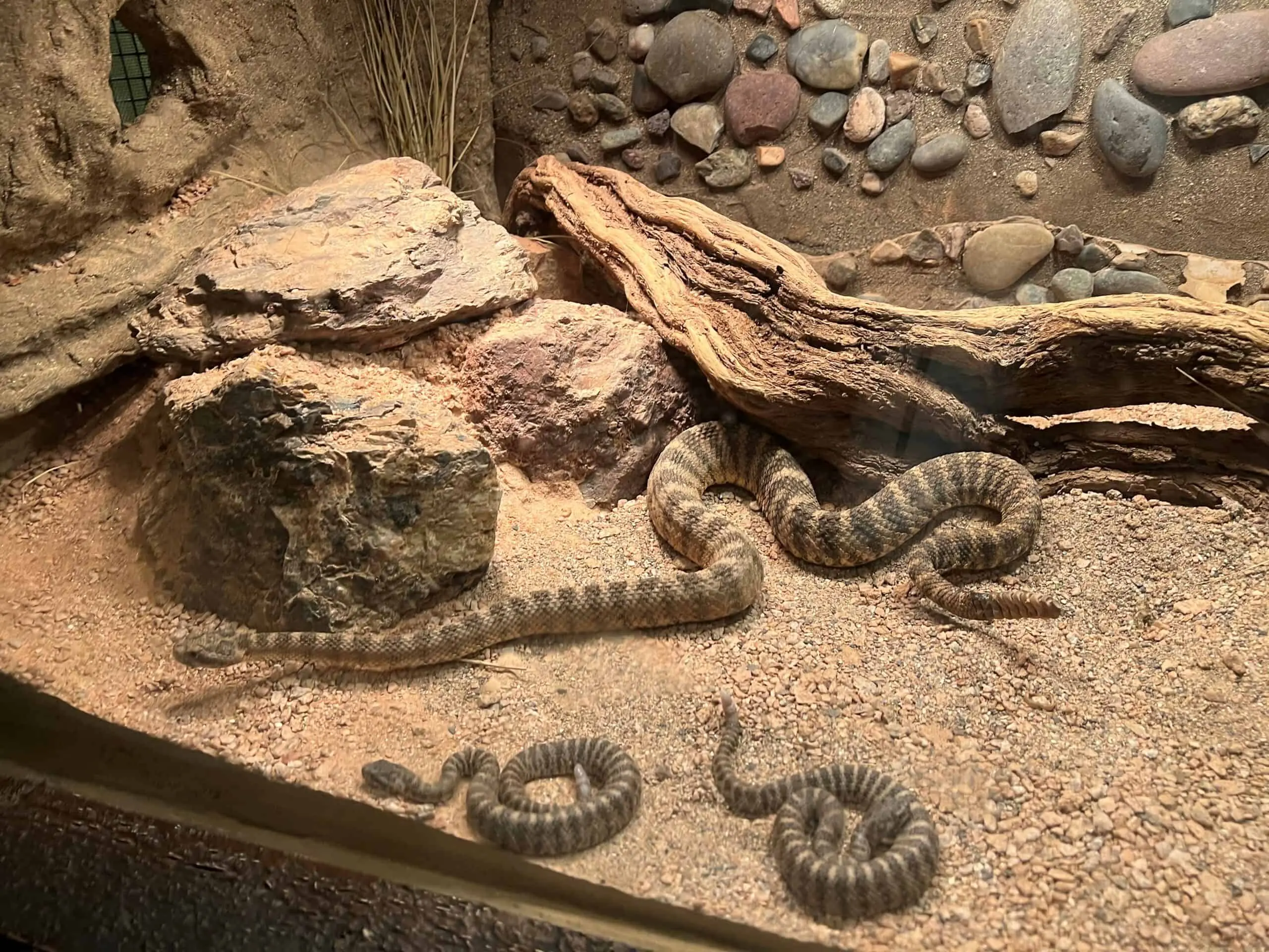 Tiger Rattlesnake tiger-rattlesnake