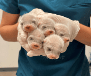 Five black-footed ferret kits lay on top of each other asleep.