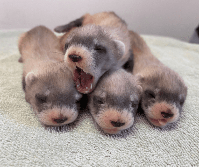 Four black-footed ferret kits lay on top of each other. The one on the very top is yawning.