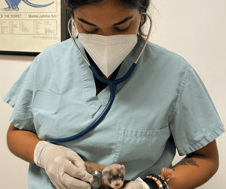 Black-footed ferret kit has its heart rate checked.