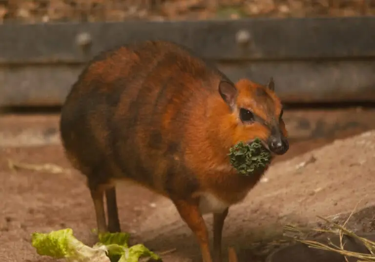 Chevrotain