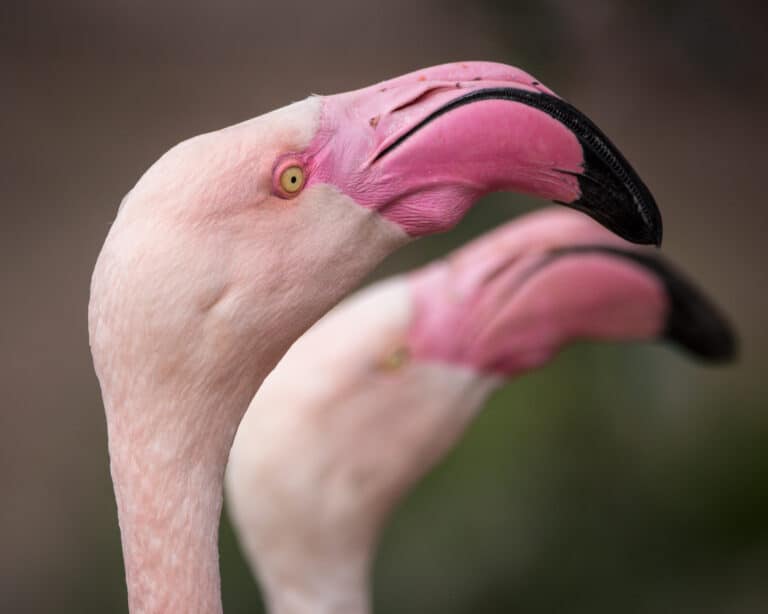 Two flamingos have their heads turned to the side.