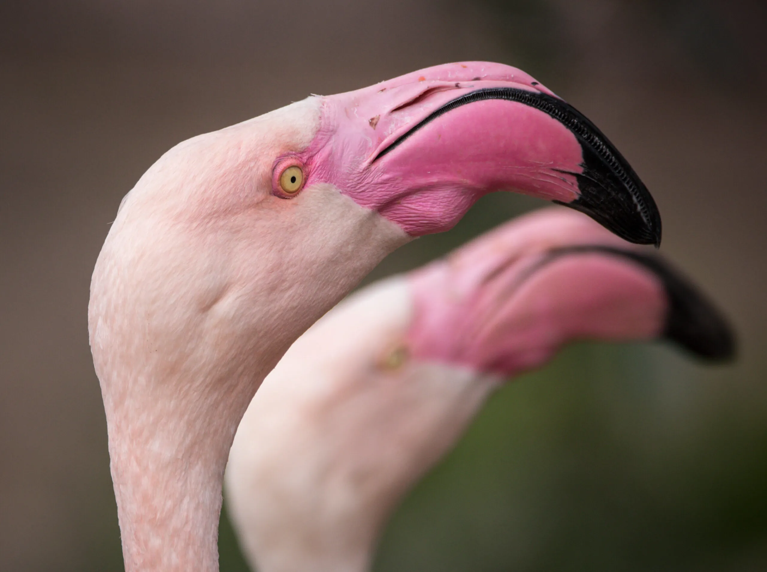 Two flamingos have their heads turned to the side.