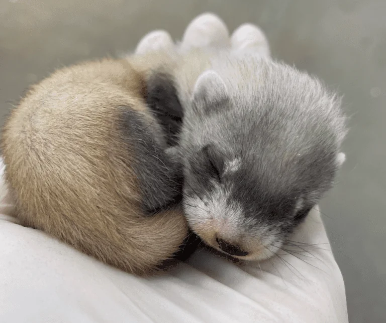 Black-footed ferret kit is curled up and sleeping in the palm of a keeper's hand.