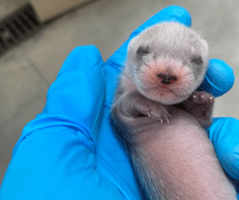 Black-footed ferret kit is asleep on its back.