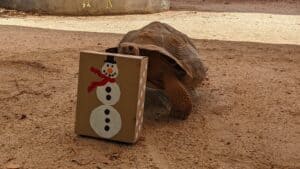 Squishy, a juvenile Galapagos tortoise, enjoys a brown box with a snowman painted on it.
