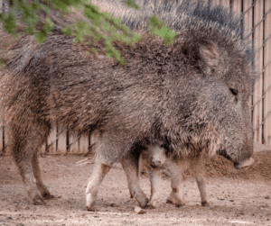 Baby Peccary