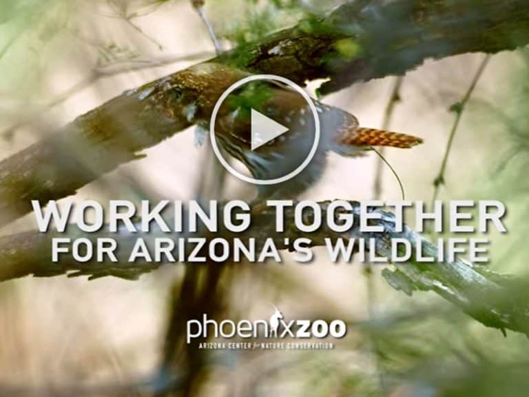 Home - Phoenix Zoo