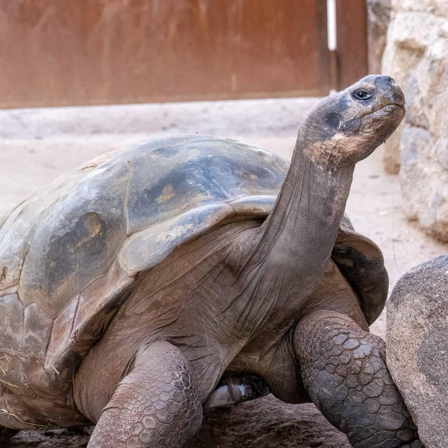 tortoisesquare