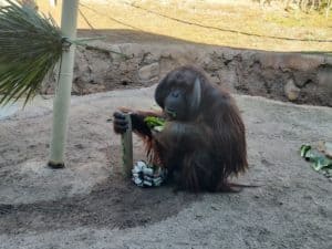 Orangutan Diet