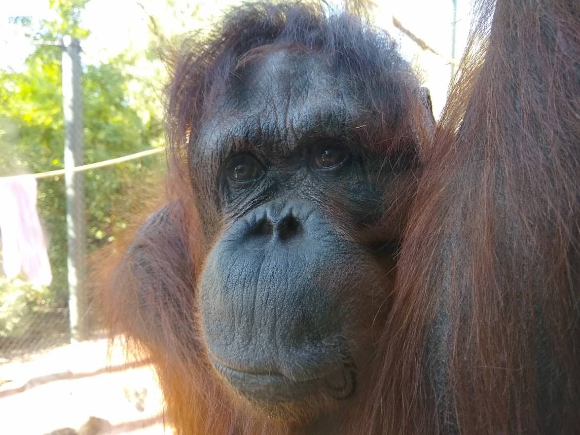Bess Orangutan