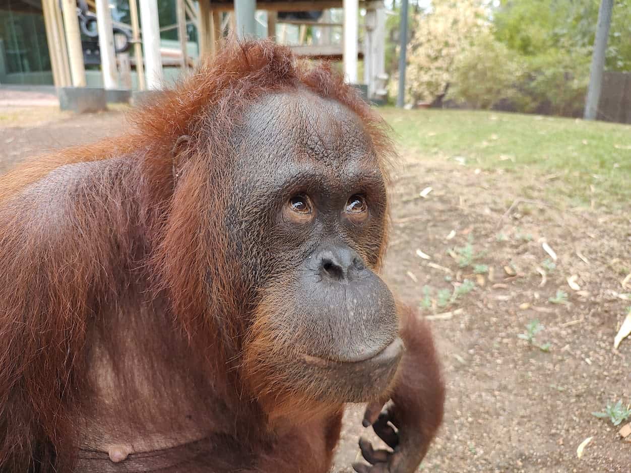 Rayma Orangutan