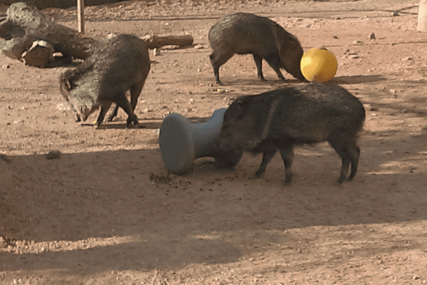 Javelina with Boomer and Bobbin