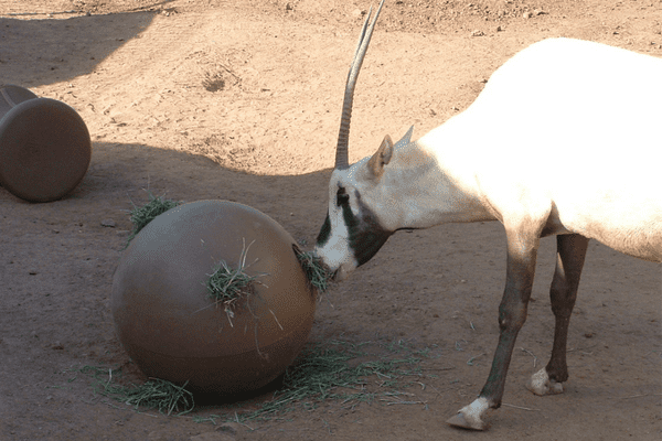 Arabian Oryx with Jungle Ball